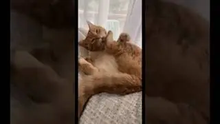 У меня есть демон в голове