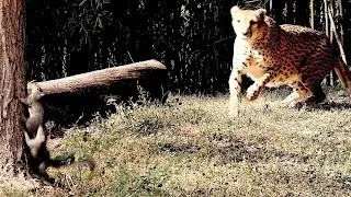 CHEETAH Chases SQUIRREL 4K - At the St. Louis Zoo - Beethoven