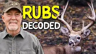 Deer Biologist: Everything you Need to Know About Rubs