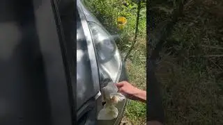 My older brother bought this Honda Fit for $500, lets see if bug spray will clean up the headlights!
