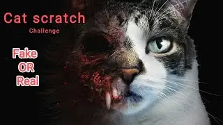 Cat scratch challenge||horror game|| at 3am scary game 😱