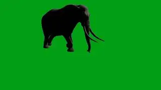 Elephant walking green screen video (1) | Copyright Free