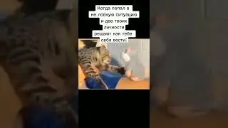 мем #мем #жиза #video