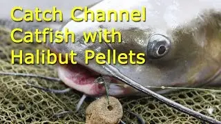 Channel Catfish with Halibut Pellets - Lake Barcroft Va.