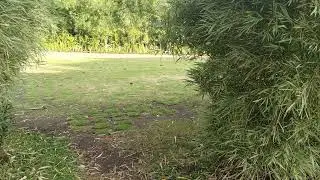 Bungkus Pemandu K4roke Abok