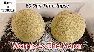 2,000+ Worms vs The Melon.  60-day TIME-LAPSE Fast Playback