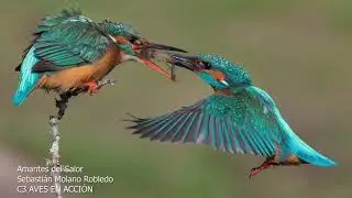 Concurso fotográfico FIO 2021