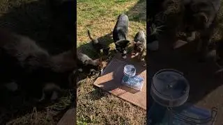 cats vs cool perpetual motion machine 😎 