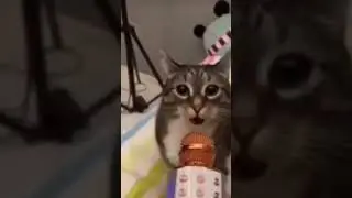 Никто не ожидал... #мем #кот #shorts #мемы