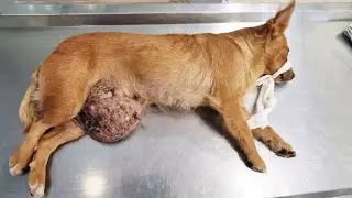 For many years she lived with a tumor asking people for help, but she never received it!