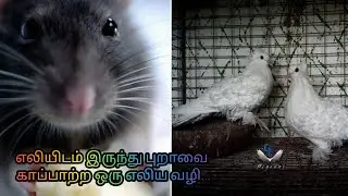 எலியிடம் இருந்து புறாவைக் காப்பாற்ற ஒரு எளிய வழி.... || GN PIGEON FARM || FARM UPDATE