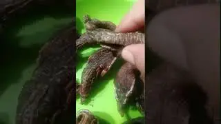 Penasaran ya ini Camilan apa ? #teripang
