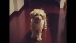 Coco from Instagram / 20190408