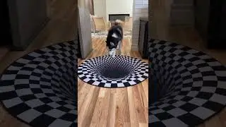 The Funniest Pets 🤣 Wait for the end 🤣