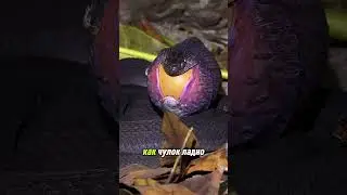 Челюсть яичной змеи