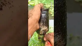 How to propagate Papaya plant using airlayering technique || air layering method #gardening #shorts