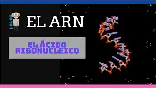 El ARN