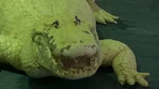 Rare Blue Eyed Albino Alligator (HISSING)