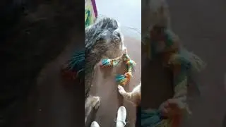 мои мохнатые бойцы