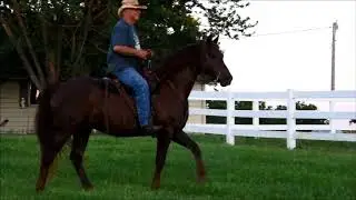 Gaited Morgan Gelding Missouris Aces R Wild Missouri Morgans