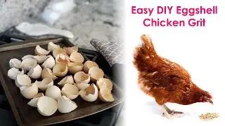How To Easily Make Free Chicken Grit | Simple DIY From Eggshells The Chickens Love