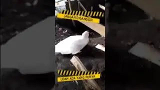 Jgn d gangu udah ada yg punya