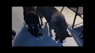 German Shepherd And Pit bull Get Their Own BBQ Dish