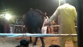 Cattle Expo | Rahim Yar Khan, Punjab Palba Cattle Exhibition
