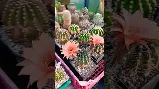 Цветение эхинопсиса.