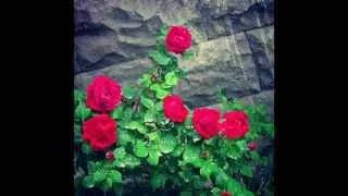 gardenia.wmv
