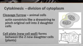 Mitosis
