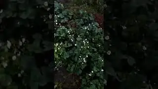 Чудеса природы, на дворе сентябрь месяц а у меня виктория спеет да цветёт 