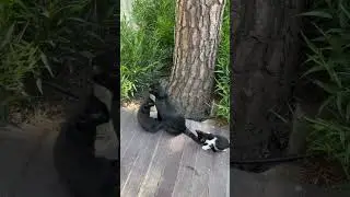 Кто сказал МЯУ
