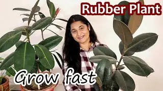🔴HOW TO GROW AND CARE RUBBER PLANT-COMPLETE GUIDE/ GROW BUSHY PROPAGATION रबर प्लांट #rubberplant