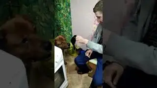 Умный пёс.
