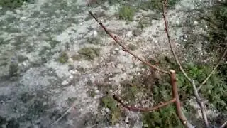 Начинаем весенние работы в персиковом саду.