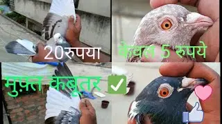 सभी कबूतर मुफ़्त में 😱 All kabutar Free 🕊️🥰 (कबूतरकिविडियो ) #pigeon