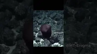 Misteriosa Criatura Jamás Antes Vista #misteriosos #video #shorts #omg #fypage