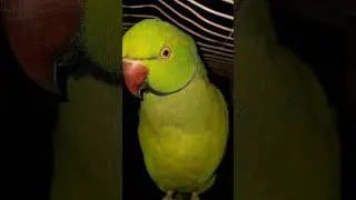 mittu mittu #mitthu #mitthu #birds #cute #parrottalking #parrot
