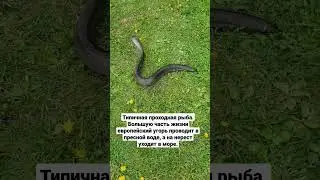 Речной угорь, редкая и ценная рыба.