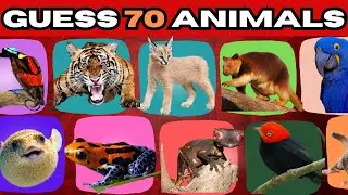 Guess 70 Dangerous Animals in 5 seconds 🐯🐍🦈