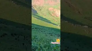 #tajikistan #рек #хит #топ #shorts #love