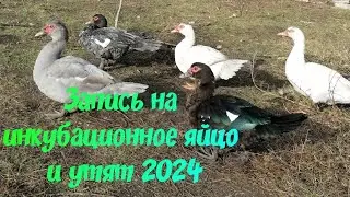 Дожди, грязь, ветер. Запись на инкубационное яйцо и утят 2024.