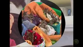 Смешные животные 7/Funny animals 7 2020