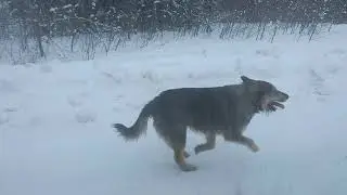 Бездомный пёс с высоким интеллектом