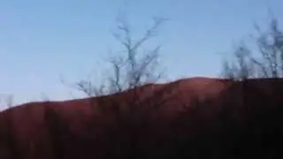 Шакалы воют (Южный Кавказ) / Jackals howling