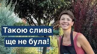 Літня обрізка сливи декоративної