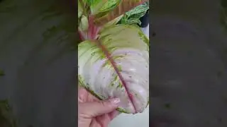 Цикас Революта.  Садовый центр Росток