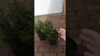 Ель сербская Карел.