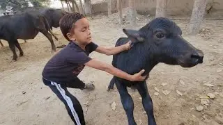 Buffalo baby running | Buffalo baby video | Chacha Bhatija
